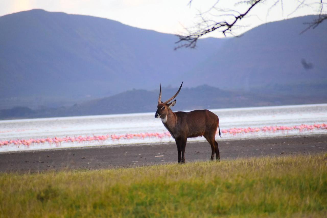 Lake Elmenteita Serena Camp Экстерьер фото