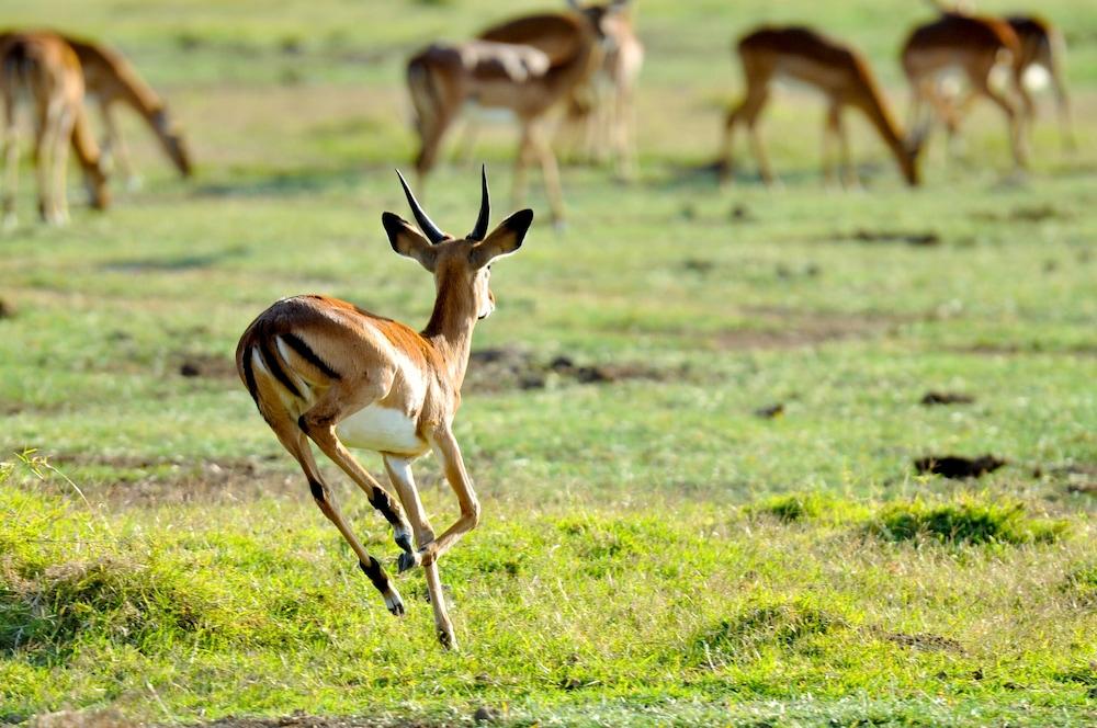 Lake Elmenteita Serena Camp Экстерьер фото